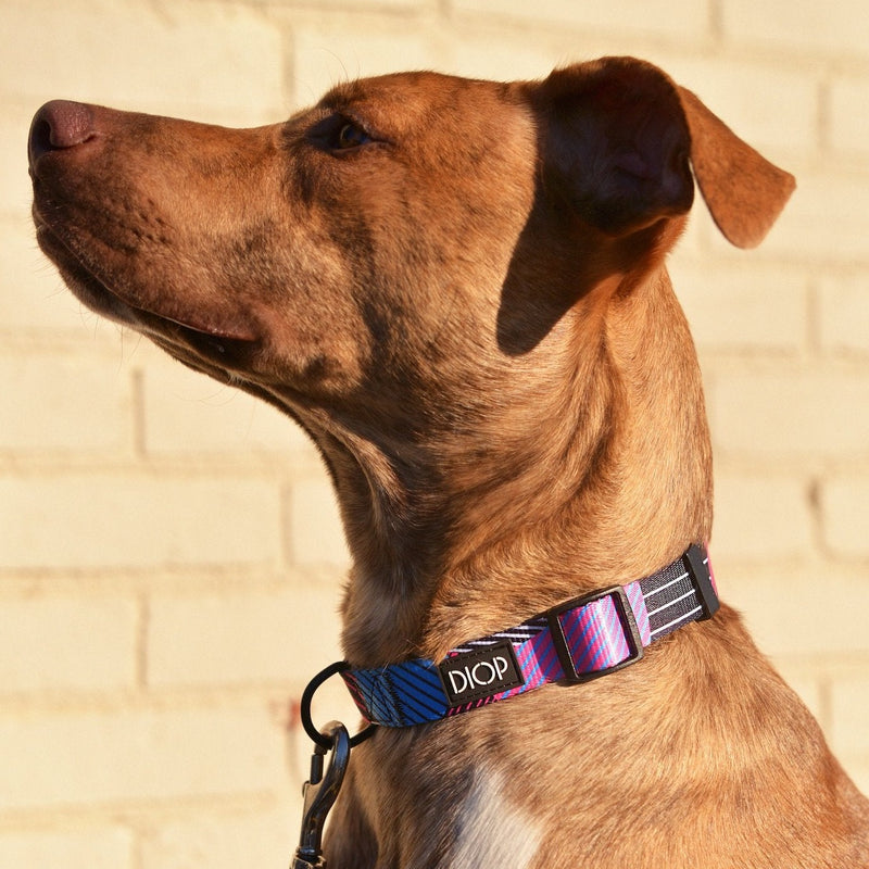 The Akira Dog Collar Dog Collar DIOP. 