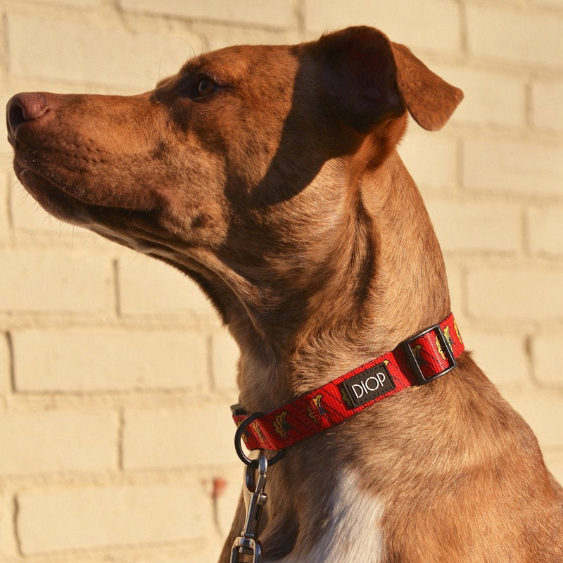 The Amar Dog Collar Dog Collar DIOP. 
