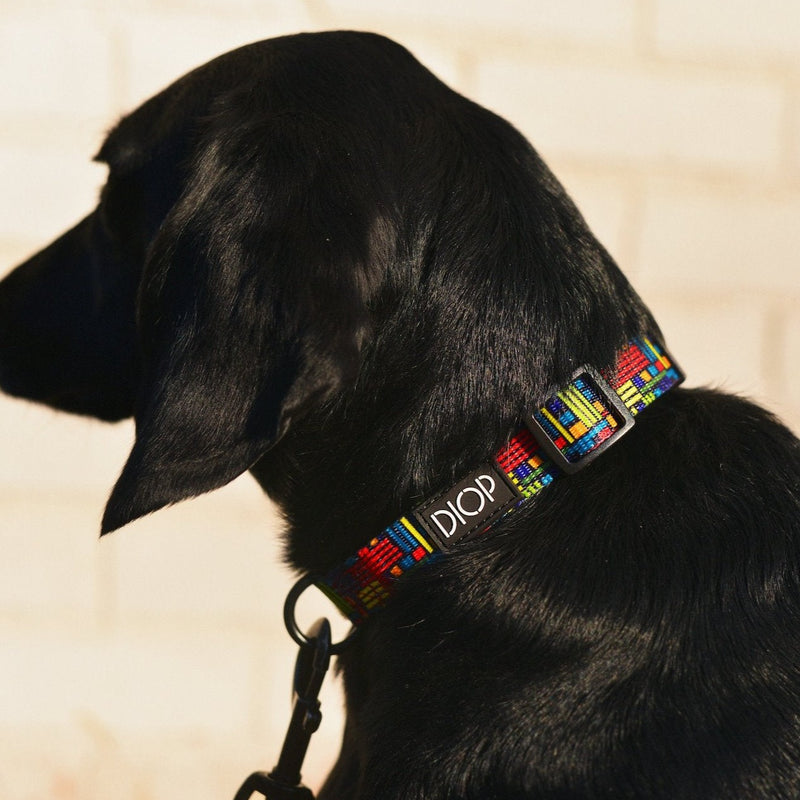 The Weka Dog Collar Dog Collar DIOP. 