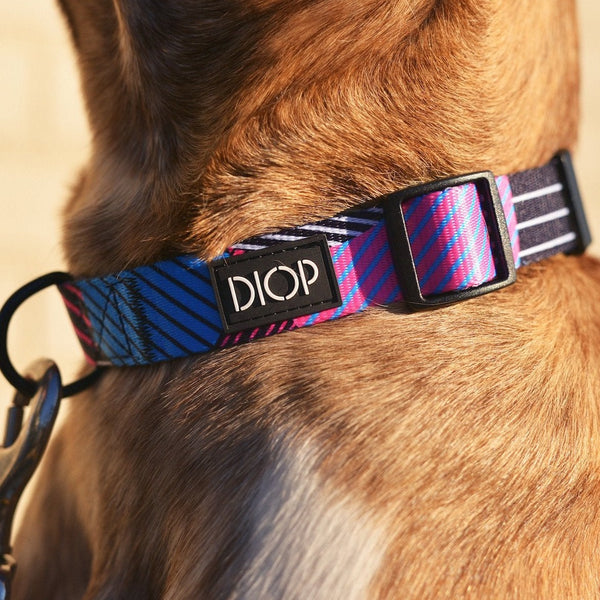 The Akira Dog Collar Dog Collar DIOP. 