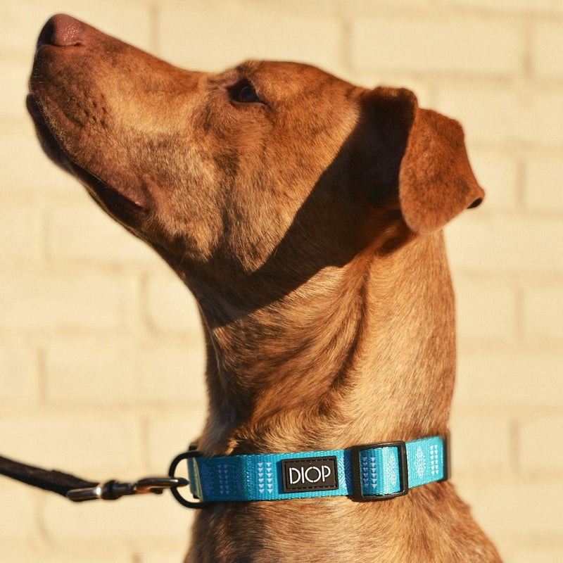 The Aloma Dog Collar Dog Collar DIOP. 