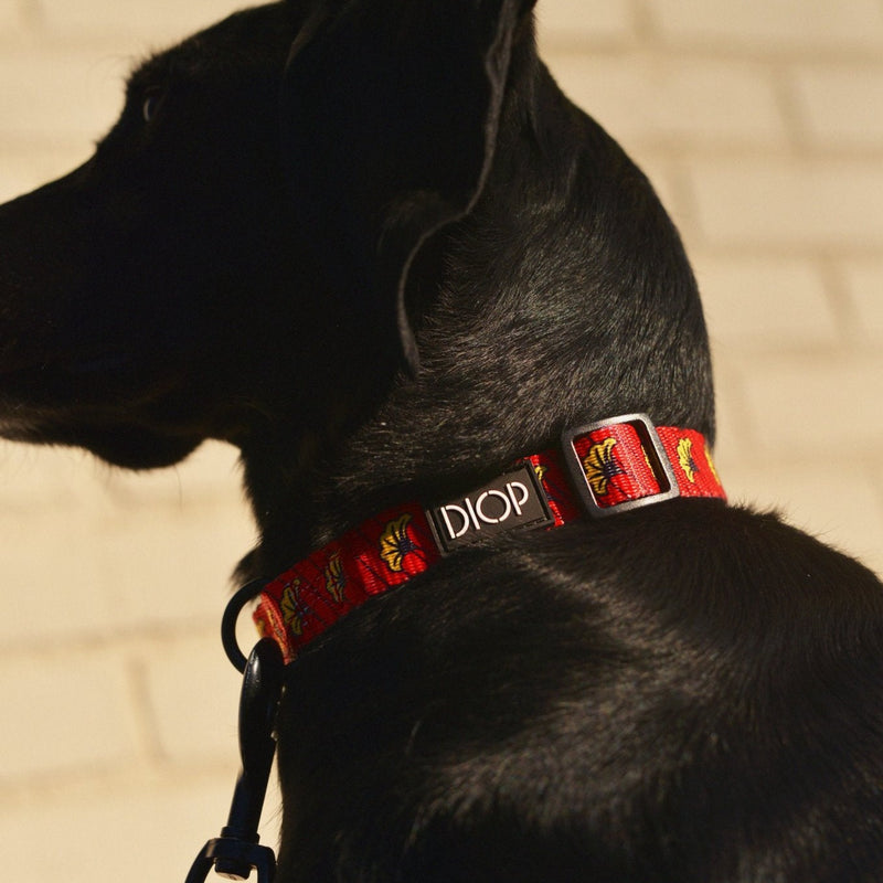 Luxury Designer Dog Collar And Leash