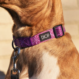 The Nana Dog Collar – DIOP